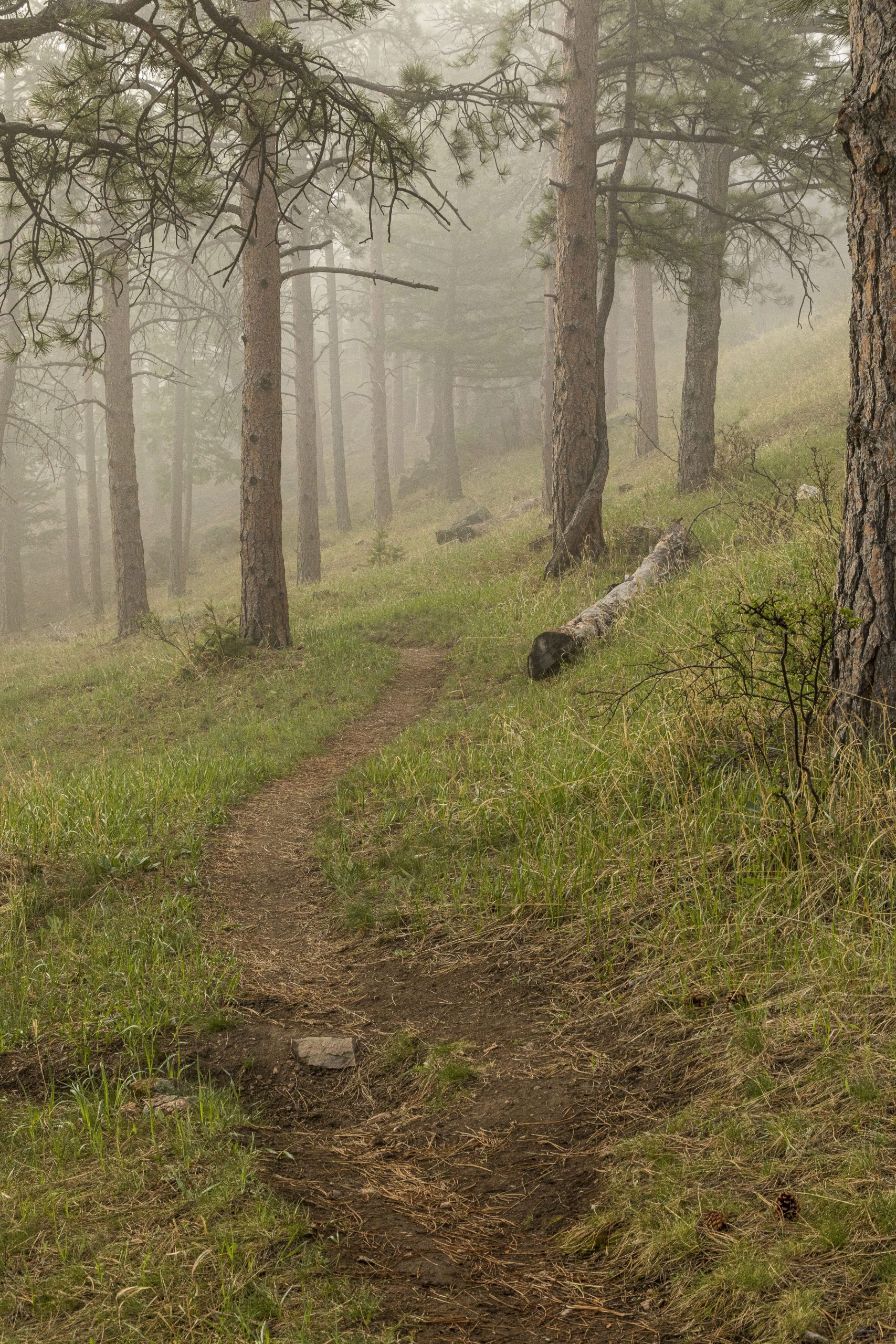 v2- Upper Montane Fog with Trail